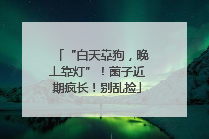 “白天靠狗，晚上靠灯”！菌子近期疯长！别乱捡