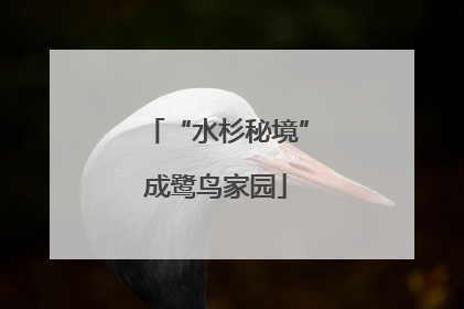 “水杉秘境”成鹭鸟家园