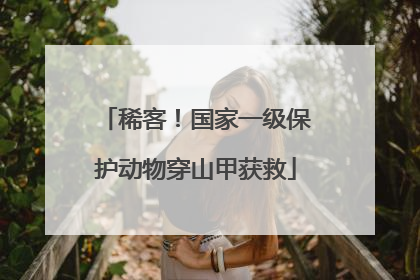 稀客！国家一级保护动物穿山甲获救