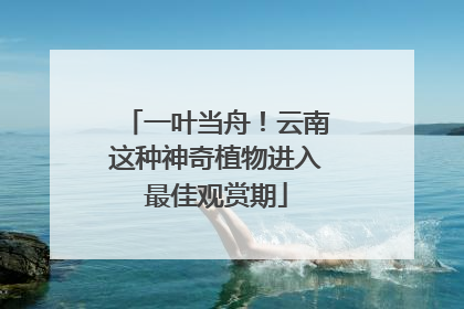 一叶当舟！云南这种神奇植物进入最佳观赏期