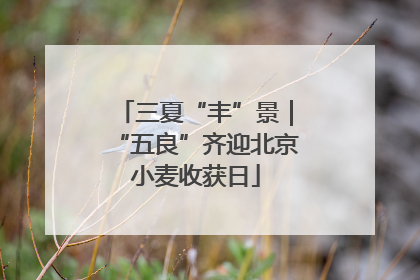 三夏“丰”景｜“五良”齐迎北京小麦收获日