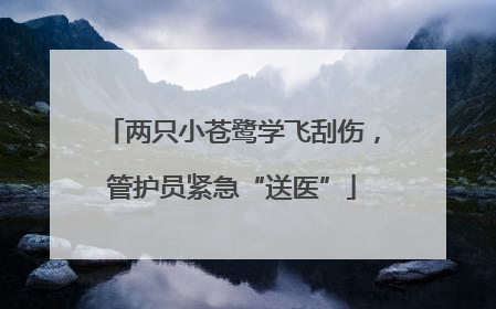 两只小苍鹭学飞刮伤，管护员紧急“送医”
