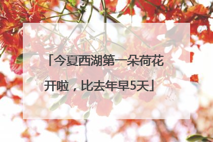 今夏西湖第一朵荷花开啦，比去年早5天