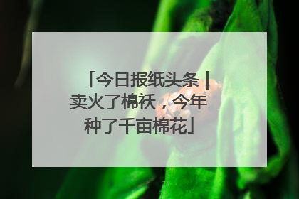 今日报纸头条｜卖火了棉袄，今年种了千亩棉花