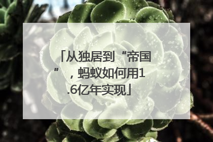 从独居到“帝国”，蚂蚁如何用1.6亿年实现