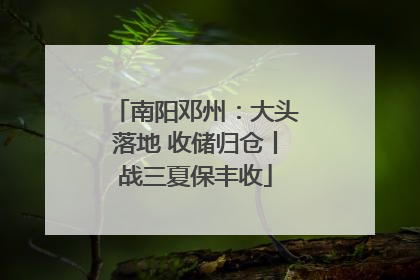 南阳邓州：大头落地 收储归仓丨战三夏保丰收