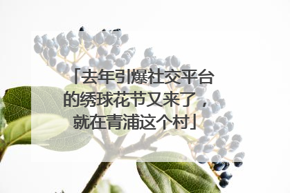 去年引爆社交平台的绣球花节又来了，就在青浦这个村