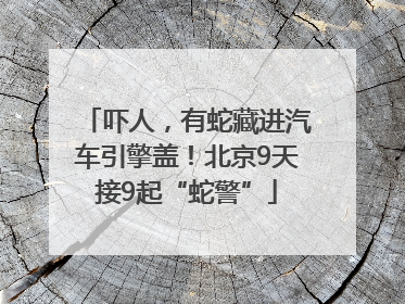 吓人，有蛇藏进汽车引擎盖！北京9天接9起“蛇警”