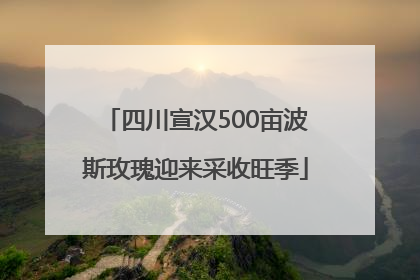 四川宣汉500亩波斯玫瑰迎来采收旺季