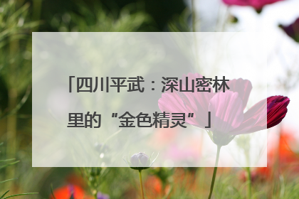 四川平武：深山密林里的“金色精灵”