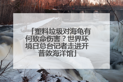 塑料垃圾对海龟有何致命伤害？世界环境日总台记者走进开普敦海洋馆