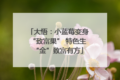 大悟：小蓝莓变身“致富果” 特色生“金”致富有方