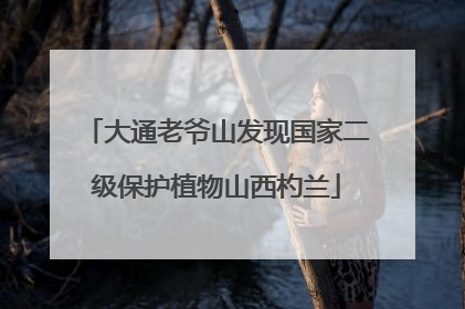 大通老爷山发现国家二级保护植物山西杓兰