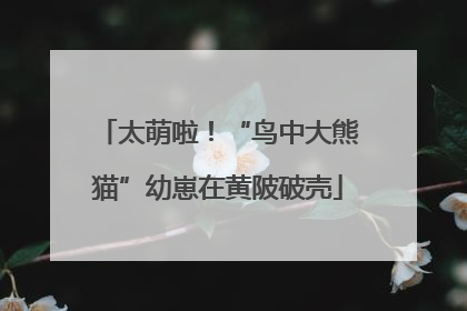 太萌啦！“鸟中大熊猫”幼崽在黄陂破壳