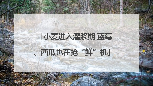 小麦进入灌浆期 蓝莓、西瓜也在抢“鲜”机