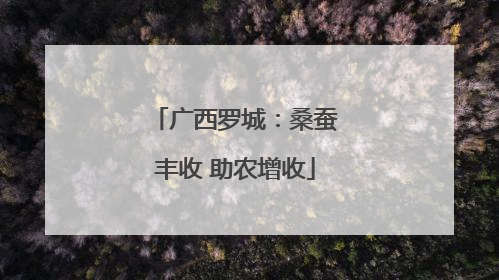 广西罗城：桑蚕丰收 助农增收