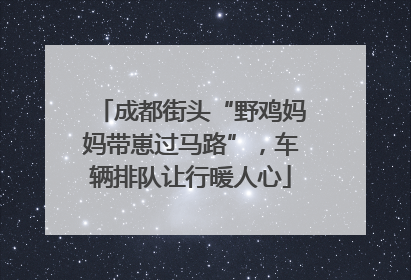 成都街头“野鸡妈妈带崽过马路”，车辆排队让行暖人心
