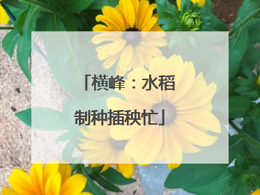 横峰：水稻制种插秧忙
