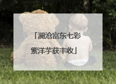 澜沧富东七彩紫洋芋获丰收