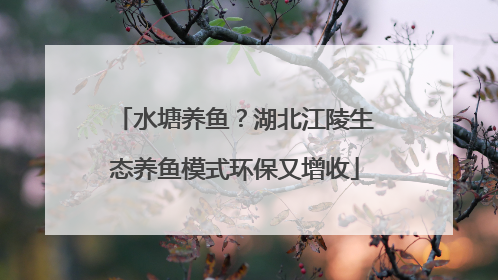 水塘养鱼？湖北江陵生态养鱼模式环保又增收
