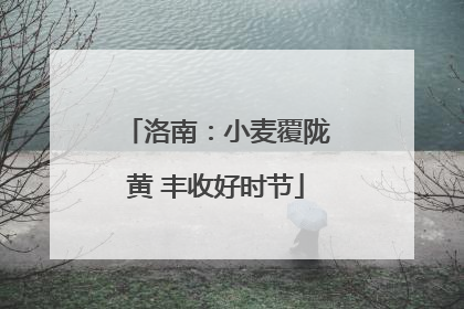 洛南：小麦覆陇黄 丰收好时节