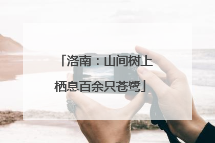 洛南：山间树上栖息百余只苍鹭