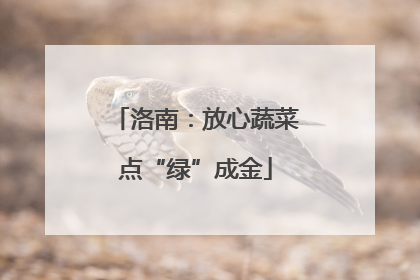 洛南：放心蔬菜点“绿”成金