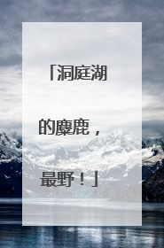 洞庭湖的麋鹿，最野！