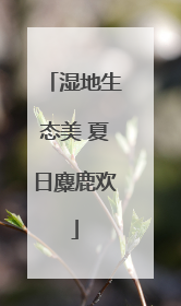 湿地生态美 夏日麋鹿欢