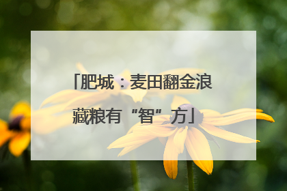 肥城：麦田翻金浪藏粮有“智”方