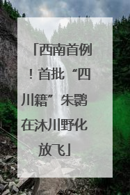 西南首例！首批“四川籍”朱鹮在沐川野化放飞