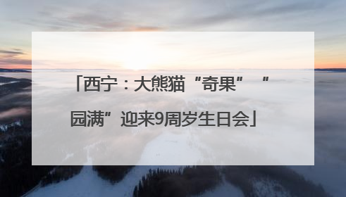 西宁：大熊猫“奇果”“园满”迎来9周岁生日会