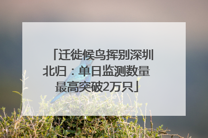 迁徙候鸟挥别深圳北归：单日监测数量最高突破2万只