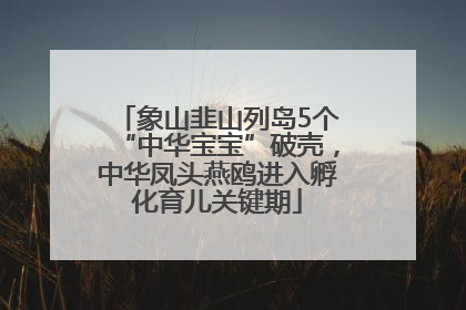 象山韭山列岛5个“中华宝宝”破壳，中华凤头燕鸥进入孵化育儿关键期