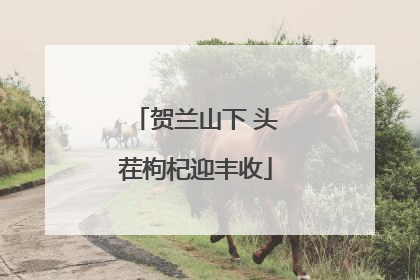 贺兰山下 头茬枸杞迎丰收
