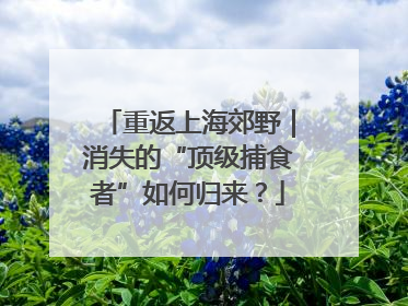 重返上海郊野｜消失的“顶级捕食者”如何归来？