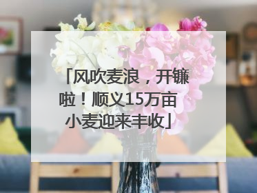 风吹麦浪，开镰啦！顺义15万亩小麦迎来丰收