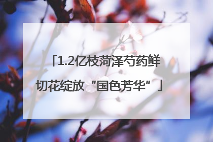1.2亿枝菏泽芍药鲜切花绽放“国色芳华”